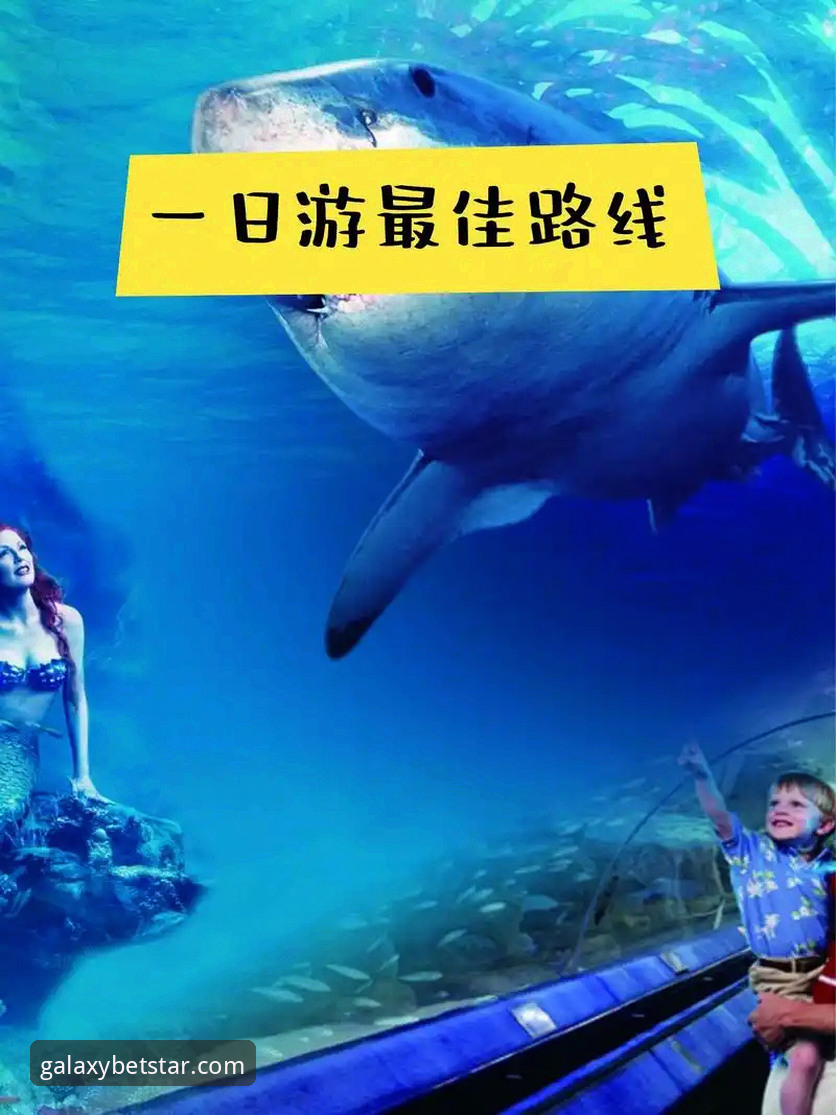 星空体育手机版手机版使用教程：从安装到提现的完整操作指南